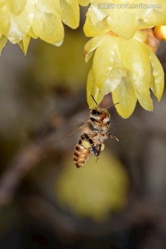 蜜蜂采蜜 黄色腊梅花