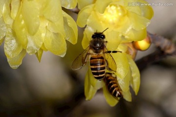 东方蜜蜂和腊梅花