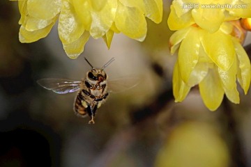 东方蜜蜂和黄色腊梅花