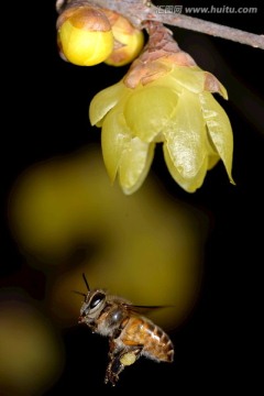 蜜蜂和腊梅花微距特写