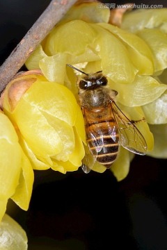 蜜蜂采蜜腊梅花 微距