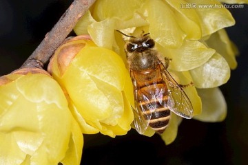 蜜蜂和腊梅花