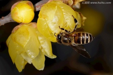 蜜蜂采蜜 黄色腊梅花