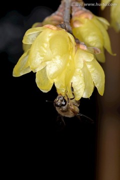 东方蜜蜂和腊梅花