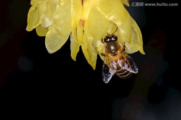 蜜蜂 腊梅花 微距特写