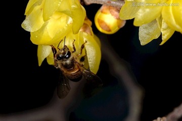 东方蜜蜂和黄色腊梅花