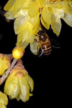 东方蜜蜂 采蜜 黄色腊梅花