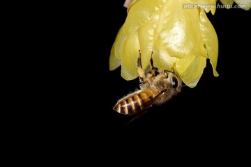 蜜蜂采蜜 黄色腊梅花