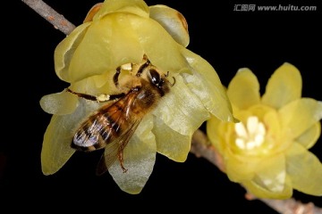 东方蜜蜂和腊梅花