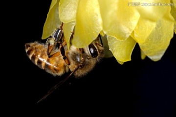 蜜蜂采蜜 黄色腊梅花