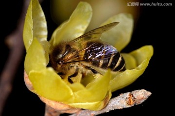 东方蜜蜂和腊梅花