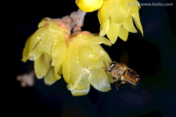 蜜蜂 腊梅花 微距特写