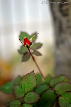 红色月季花花苞