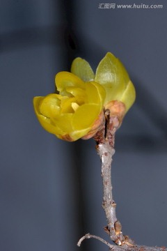 腊梅花花枝