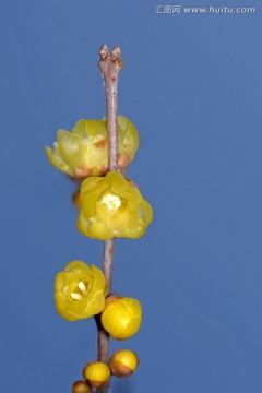 腊梅花花枝特写