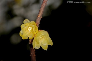 腊梅花 两朵黄梅花