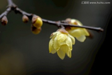 腊梅花花枝 微距特写