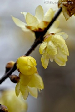 黄色腊梅花纸条