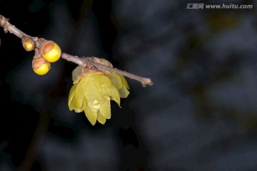 腊梅花花枝