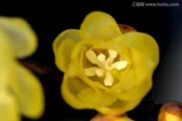 腊梅花花蕊