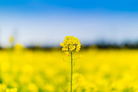 油菜花