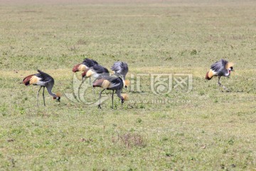 冠鹤 灰冠鹤 东非冠鹤 野生动