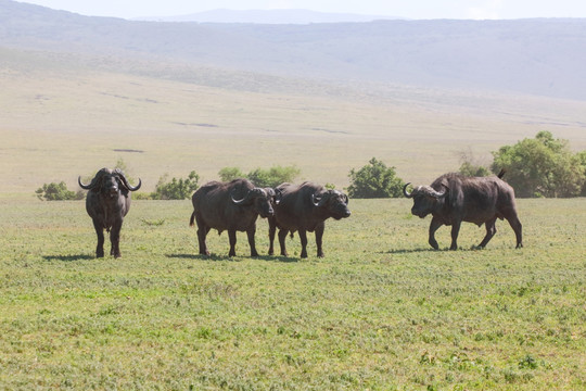 塞伦盖蒂国家公园 野牛
