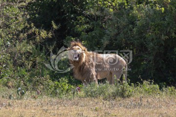 塞伦盖蒂国家公园 狮子