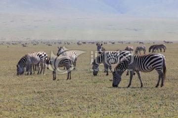 斑马 行走的斑马 非洲野生动物