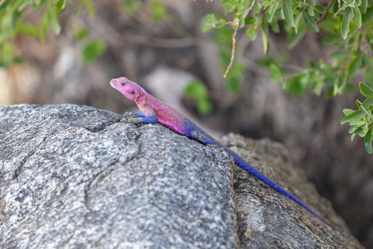 蜥蜴 Lizard 四脚蛇