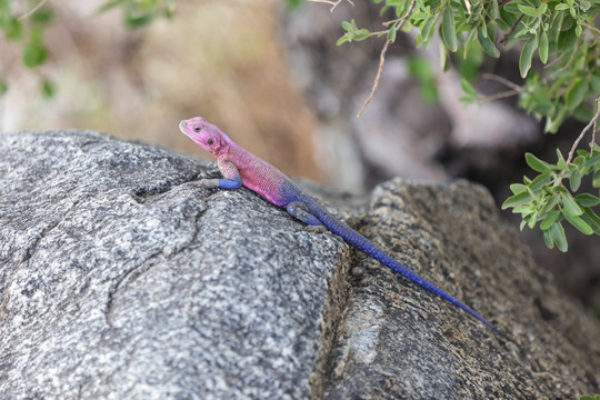 蜥蜴 Lizard 四脚蛇