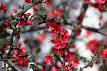 红梅花