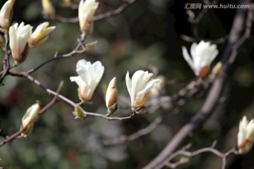 玉兰花 白玉兰 花朵