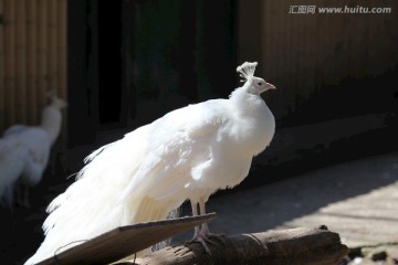 孔雀 鸟 大鸟