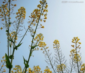 春天 油菜花  蓝天