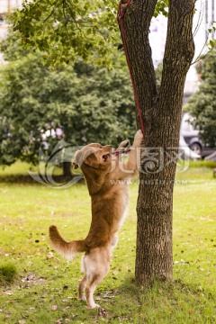 金毛犬爬树玩耍