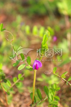 救荒野豌豆花