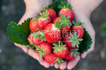 草莓 手捧一堆草莓 TIF