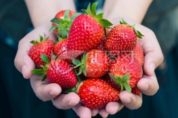 草莓 手捧一堆草莓 TIF