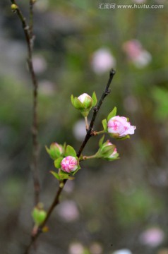 一支桃花