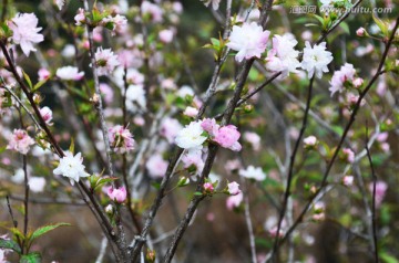 桃花园