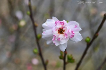 粉红色的桃花