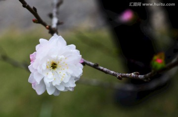 一朵白色的桃花