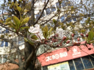 三朵樱花争艳 花骨朵 樱花特写