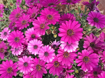 紫红色小菊花