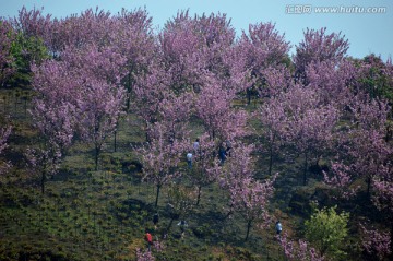 樱花满山