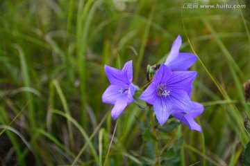 小花