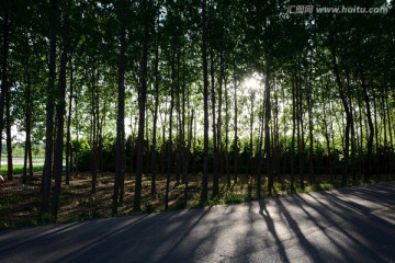 林荫小路