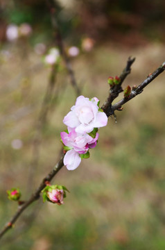 一直桃花