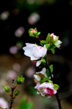 桃花花蕾特写